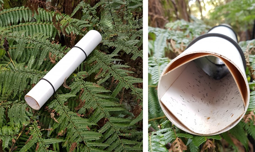 Left: Round tunnel (length 50 cm, diameter 8 cm) tested for detecting Mahoenui giant wētā in vegetation at Warrenheip.Right: Two inked tracking cards (with adult MGW prints present) are rolled around the inside of the tunnel.