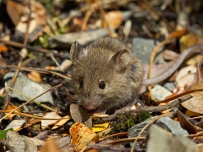 House mice frequently survive eradication attempts in mainland ecosanctuaries, and so may become abundant if a predator free New Zealand is successfully achieved.