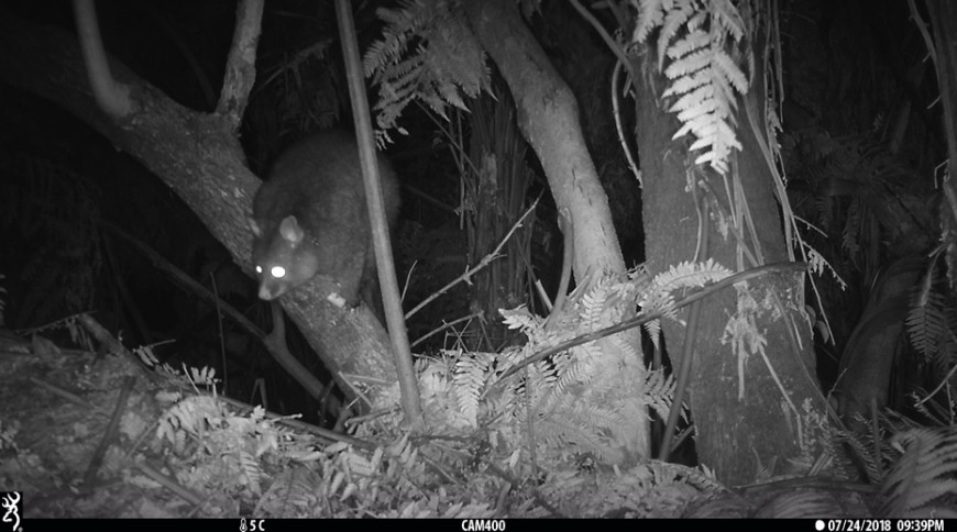 Trail camera-monitoring for bait aversion. The possum is investigating but not eating a non-toxic cereal bait nailed to a tree.