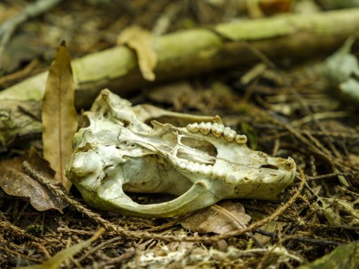 Skull