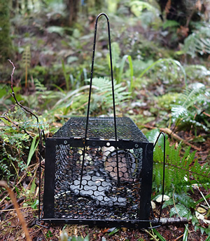 Small cage traps baited with peanut butter are used to catch rats alive. They are then sedated, weighed, measured, and tagged and/or radio collared, before release.