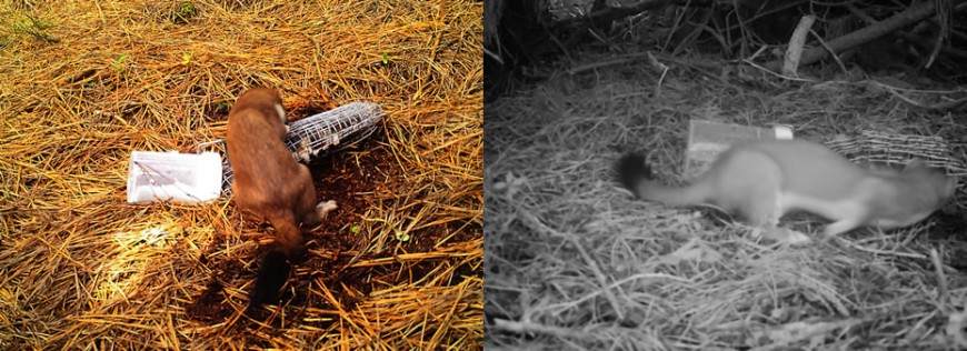Examples of pictures of stoats captured from the pilot stoat monitoring programme in the Halo region.