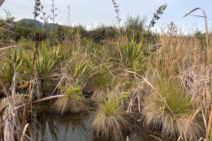 Otauria Wetland