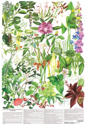 Poster: Plants in New Zealand poisonous to people