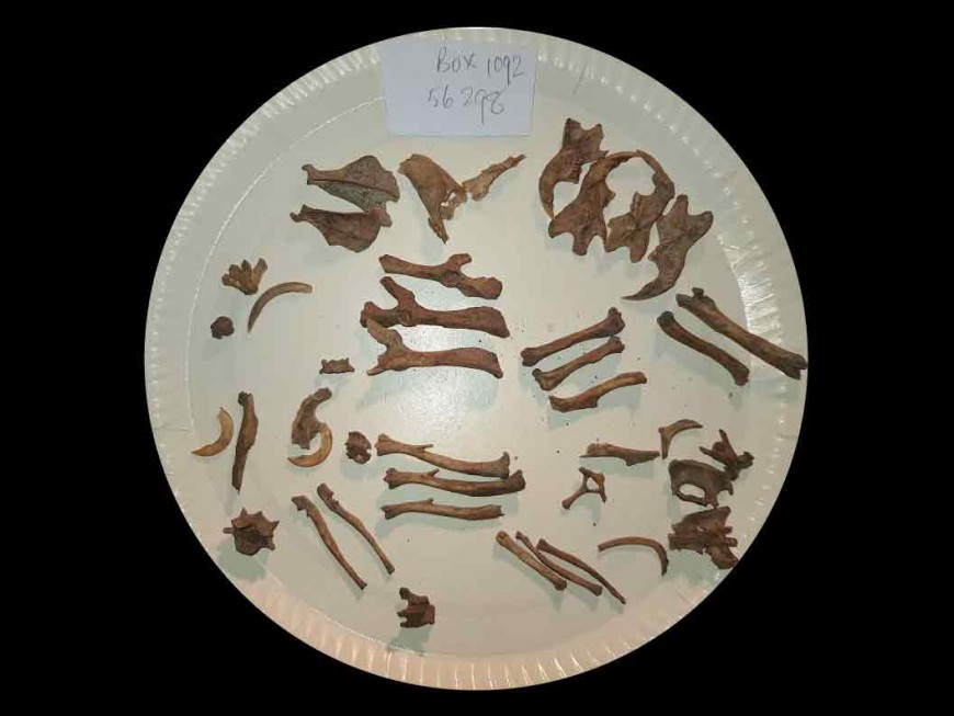 : Identifying rat bones from Box 1092, Bag 56,298. Image: C M King, University of Waikato