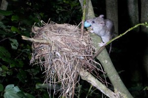 Rat raiding a bird nest. Image: Ngā Manu Images