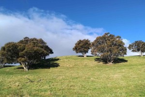 Kunzea robusta, a species of kanuka, Hawke’s Bay, c. 50 km west of Napier. Image: Thomas Mackay-Smith