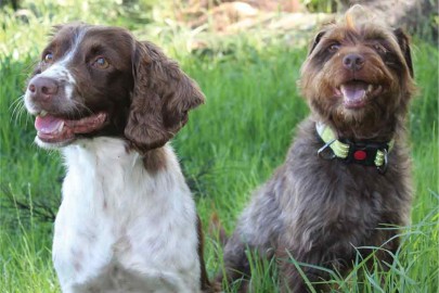 Pip and Mawhai, scent detection dogs being trained to sniff out Phytophthora agathidicida