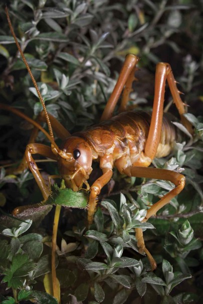 Aoraki/Mount Cook giant wētā (Deinacrida pluvialis) feeding. This species has declined. Image: Samuel Purdie