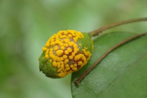 A plant with myrtle rust. Image: Roanne Sutherland SCION