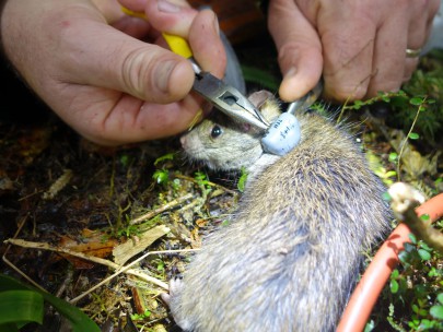 Rat being fitted with a radio transmitter collar. Image: Max Harvey