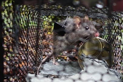 Rat in a live capture trap. Image: Max Harvey