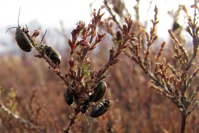 Heather beetle ([Lochmaea suturalis]) a biocontrol agent introduced in 1996 is shown to only attack its target plant heather ([Calluna vulgaris]).