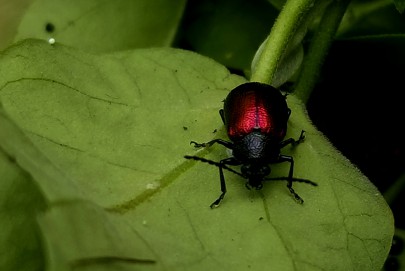 [Freudeita cupripennis], the moth plant beetle.