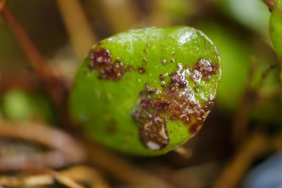 An active myrtle rust infection.