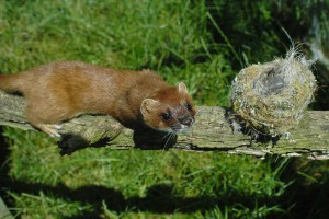 Stoat approaching a bird nest