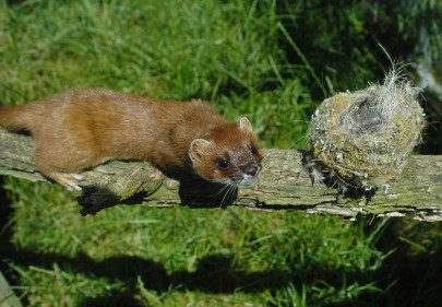 Stoat approaching a bird nest