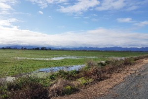 Peat soils close to sea level after rainfall in Hauraki.