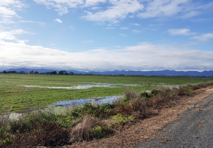 Peat soils close to sea level after rainfall in Hauraki.