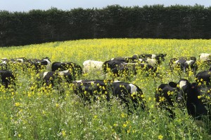 Cattle in field.  Regenerative agriculture.