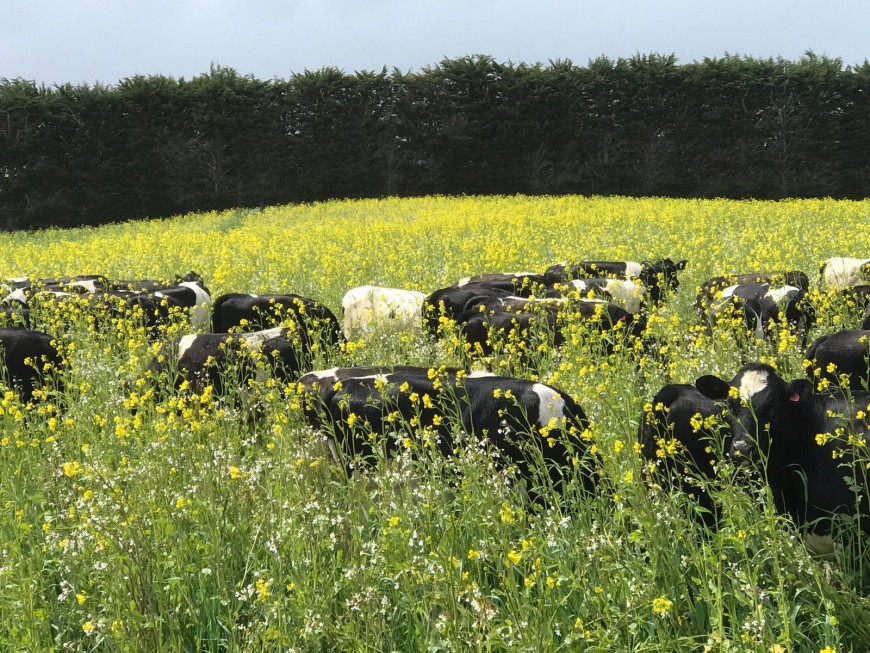 Cattle in field. Regenerative agriculture.