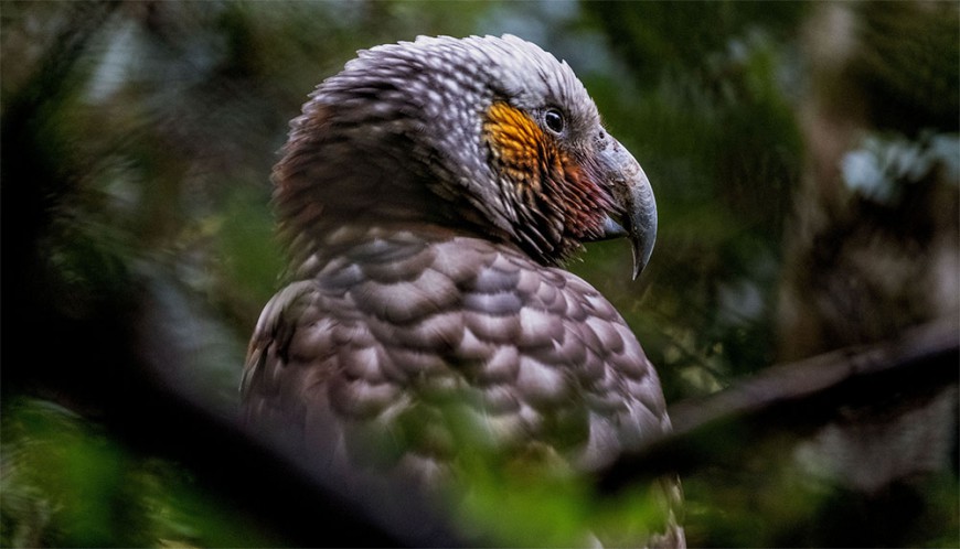 Kākā