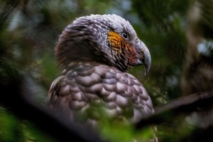 Kākā