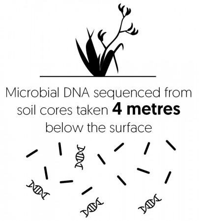 Microbial DNA diagram