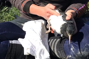 Measuring body length of a tōrea (South Island pied oystercatcher)