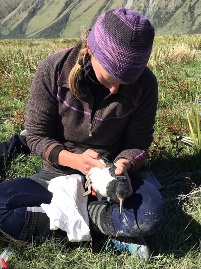 Measuring body length of a tōrea (South Island pied oystercatcher)