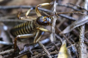 Male wētā amongst decaying plant matter at Elsthorpe Bush in Hawke’s Bay.