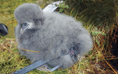 Prion chick with injury caused by mouse attack.