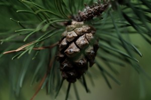 Wilding pine cone