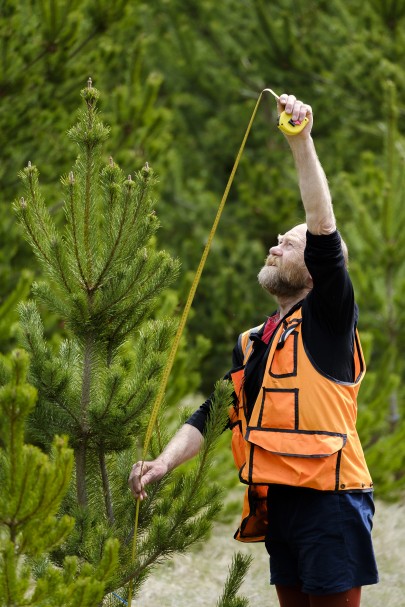Senior research technician Rowan Buxton measuring wilding pines at Molesworth Station. Senior research technician Rowan Buxton measuring wilding pines at Molesworth Station.