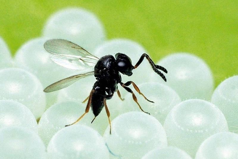 Samurai wasp (Trissolcus japonicus)