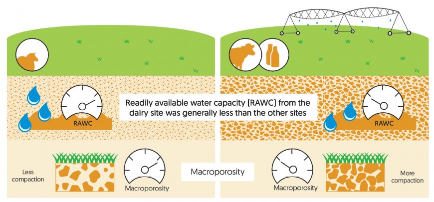 The diagram shows readily available water capacity, important in irrigation scheduling, was generally lower in the irrigated dairy site. Macroporosity was generally lower at the irrigated dairy site, showing the soil was more compact than the other sites.