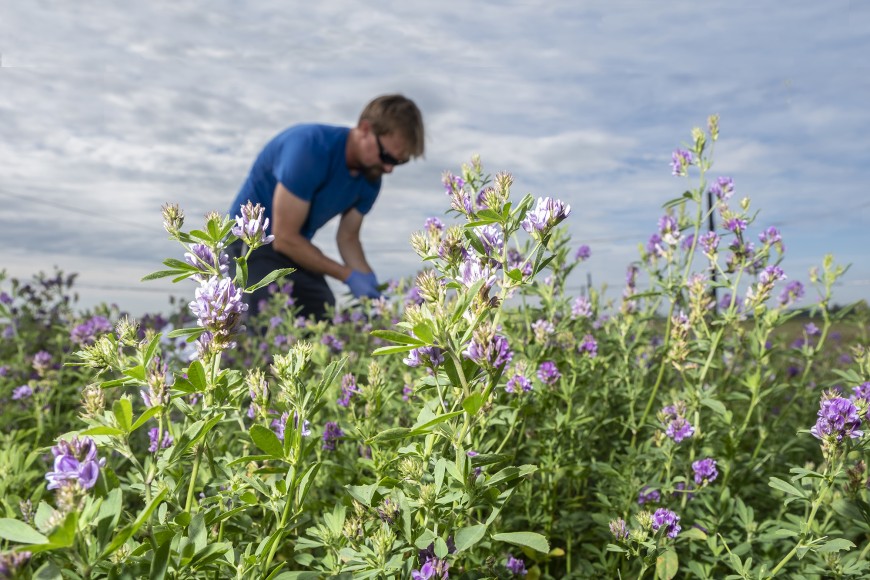 Dr Scott Graham in a lucerne crop at Ashley Dene. Image: Dr Scott Graham in a lucerne crop at Ashley Dene.
