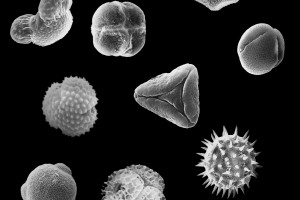 Pollen grains