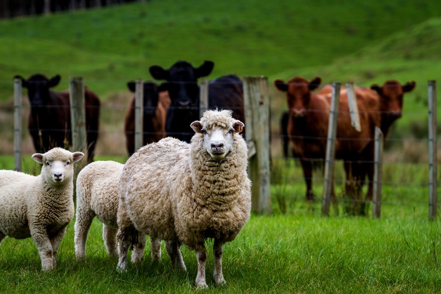 Cattle and sheep in a pasture