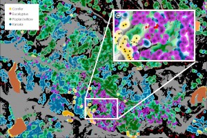 LiDAR imagery of tree crowns delineates species and crown height, enabling landslide risk to be calculated. False colour map