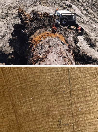 Upper photo: Preserved 42,000-year-old kauri log (note truck for scale and saw cut for tree ring data). Lower photo: Tree rings from the saw cut. Photo credits (1) Photo: Nelson Parker www.nelsonskaihukauri.co.nz   (2) Photo: Dr Jonathan Parker, UNSW
