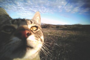 Catcam