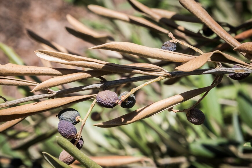Xylella fastidiosa on an olive crop Xylella fastidiosa on an olive crop