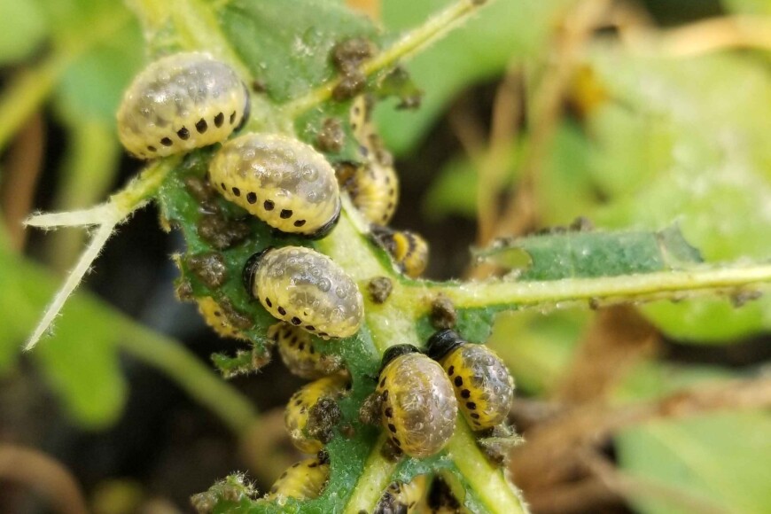 Pico beetle larvae, Leptinotarsa undecimlineata Pico beetle larvae, Leptinotarsa undecimlineata