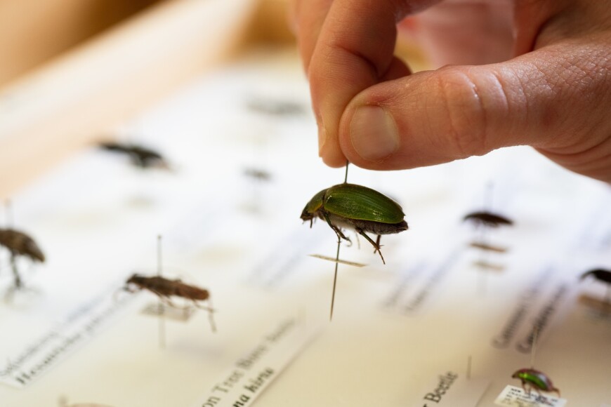 Pinned specimens in teh arthropod collection