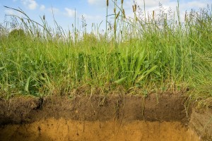 Soil profile