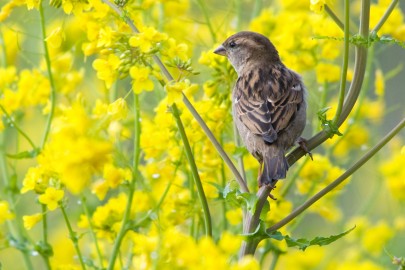 Female house sparrow. Image: Andrew Walmsley
