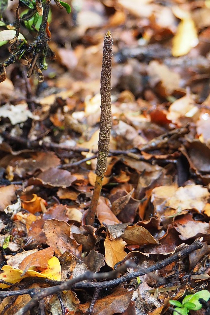 Āwheto on the forest floor.