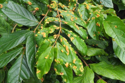 Gall mite Colomerus spathodeae damage on an African tulip tree.