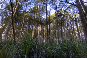 kauri grass